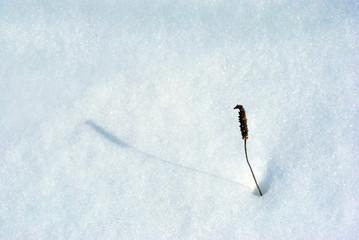 Obraz premium Dry dark plantago major flower twig covered with white snow, natural background