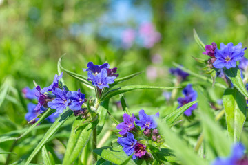 Blaurote Steinsame (Aegonychon purpurocaeruleum) blüht im Frühling. Kleine Blaurote Steinsame im April.  Blaurote Steinsame Blumen. - 263254402