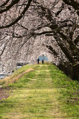 朝日町春の四重奏