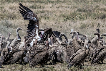 flock of vulture with prey