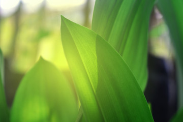 closeup of green leaf