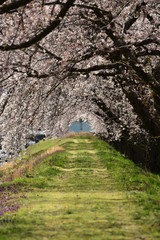 Fototapeta premium 朝日町春の四重奏