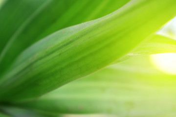 Obraz premium green nature background