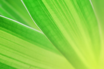 green nature background