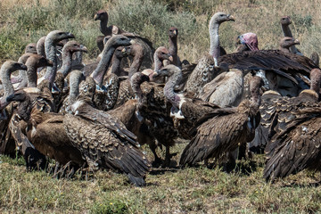 flock of vulture with prey