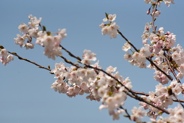 朝日町春の四重奏