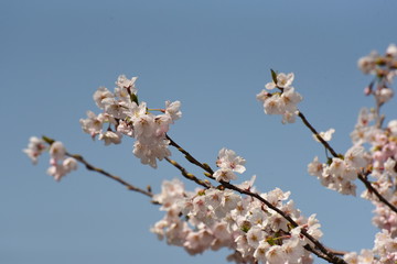 朝日町春の四重奏