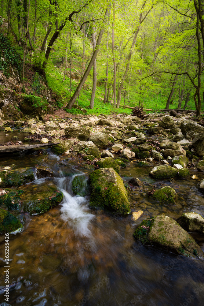 Sticker flowing stream in the beautiful green forest