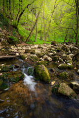 Flowing stream in the beautiful green forest