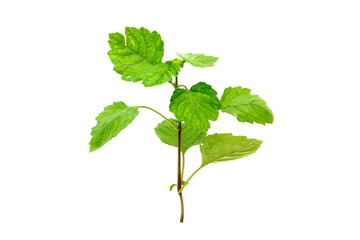 Naklejka premium Patchouli oil leaves white background