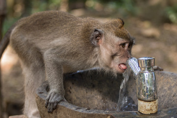 Monkey drinking water in Ubud Holy Forest, Bali, Indonesia