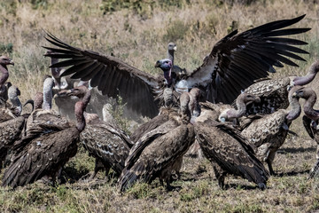 cinereous vulture