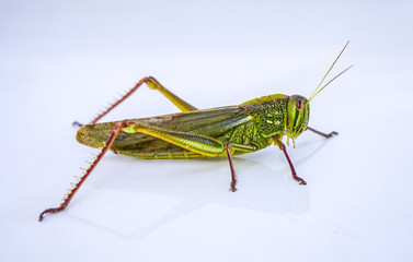 Closeup of grasshopper on a white background