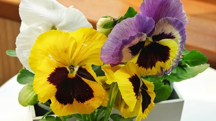 White boxes with blooming pansies is on the windowsill of the open loggia window