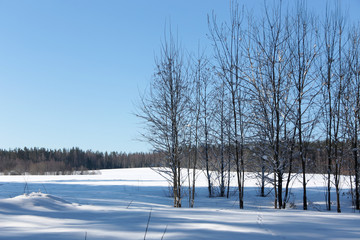 Winter beautiful landscape with trees covered snow, horizontal picture