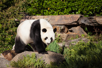 Fototapeta premium Giant panda, Ailuropoda melanoleuca, or Panda Bear. Close up of giant cute panda with bright black eyes looking at the camera.