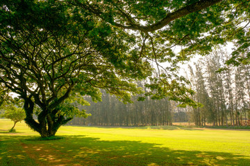 Golf course landscape