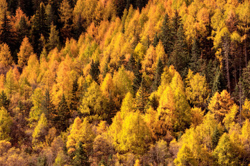 Fototapeta premium Fall Autumn Colors, Trees, Colorful Yellow Leaves, Golden and Red Leaves, Colorful Forest. Beautiful assortment of colorful trees, blue sky and sunshine. Layers of trees, background graphic