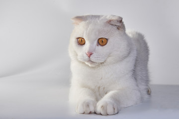Cute white British short-hair cat, folded ear cat