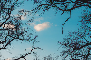 branches of a tree without leaves in early spring against a bright blue sky and the wagtail on branch