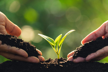 Closeup hands of person holding abundance soil with young plant in hand   for agriculture or...