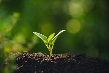 Close-up young plant growing in the soil concept save nature or agriculture on soft green tree background.