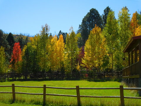 Arizona’s White Mountains Aspen And Acorn Oak Autumn Colors Near Big Lake And The High Mountain Log Cabin Community Of Greer.