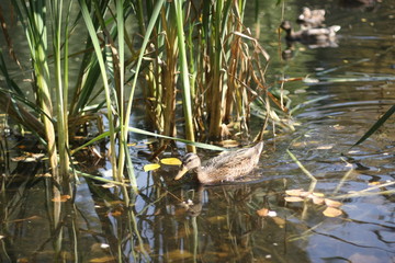 Sunlight through Trees, autumn forest