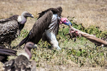 cinereous vulture of prey