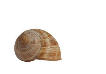 Sea shell close-up. Isolated object on white background.