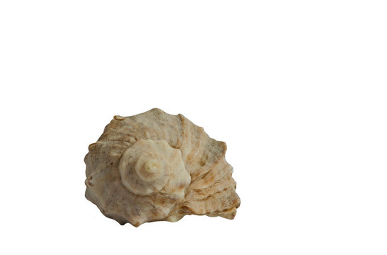 Sea shell close-up. Isolated object on white background.