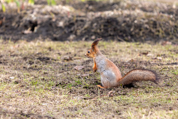 Obraz premium cute squirrel on the ground in a spring city park waiting for food