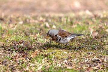 Fieldfare (turdus pilaris) on the ground looking at the worm. Song thrush in the park