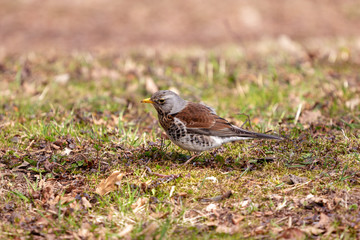 Fieldfare (turdus pilaris) on the ground looking at the worm. Song thrush in the park