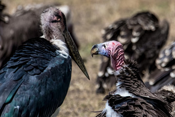 cinereous vulture and marabu