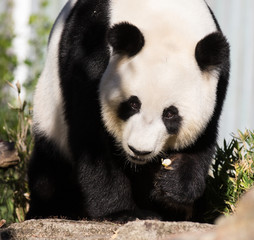 Giant panda, Ailuropoda melanoleuca, or Panda Bear. Close up of giant cute panda with bright black eyes looking at the camera.