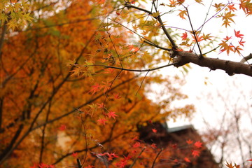 箱根の紅葉