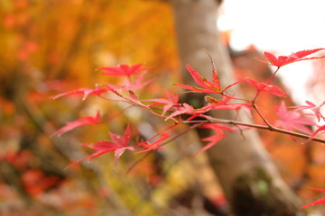箱根の紅葉
