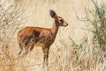 Steinböckchen im Etosha Nationalpark in Namibia