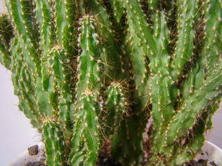Background from green cactus with prickles. Multiple cactus shoots from one root.