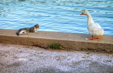 Animals Bonding Together . Village cat and white duck chilling out by the side of road . Mediterranean sea in the background. Stock Image. 