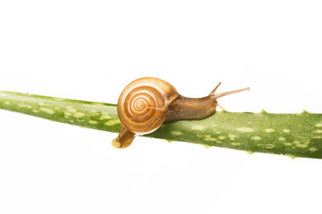 Snail walking on aloe vera isolated on white background helath care beauty concept - Image