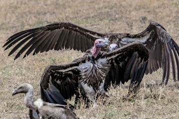 cinereous vulture