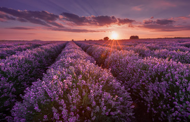 Lavender fields. Beautiful image of lavender field. Summer sunset landscape, contrasting colors....