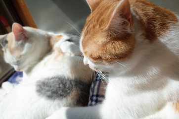 猫