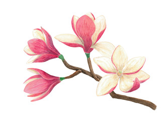 watercolor painted magnolia blooming branch