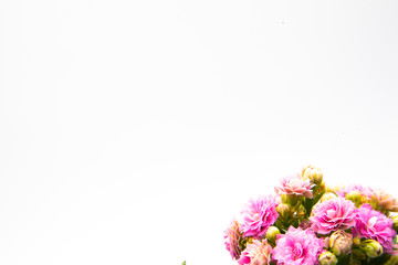 bouquet of flowers on white background