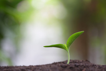 Young green plant with water drop dew growing