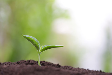 Young green plant with water drop dew growing