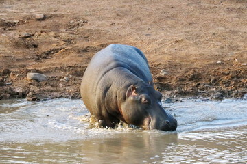 Nilpferd im Fluß